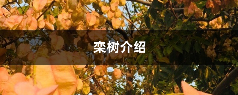 栾树介绍，栾树多少钱