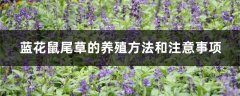 蓝花鼠尾草的养殖方法和注意事项