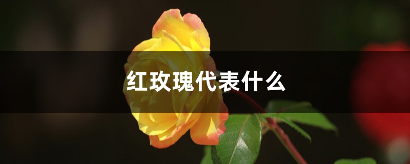 红玫瑰代表什么