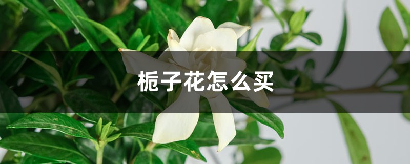 栀子花怎么买，买来的栀子花怎么养