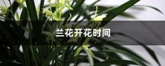 兰花开花时间