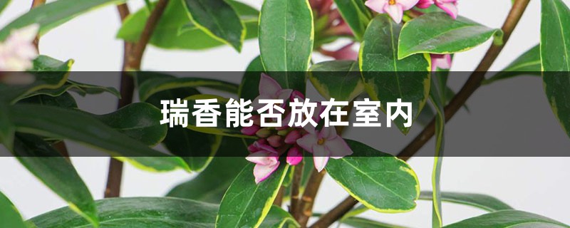 瑞香能否放在室内