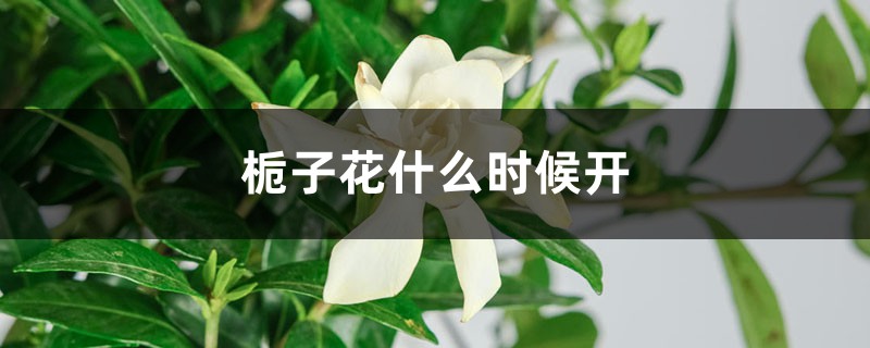 栀子花什么时候开，栀子花不开花的原因