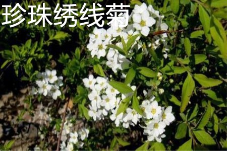 珍珠绣线菊花朵