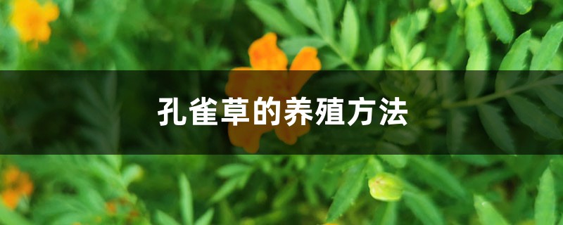 孔雀草的养殖方法