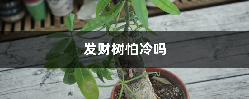 发财树怕冷吗