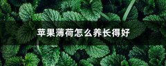 苹果薄荷怎么养长得好