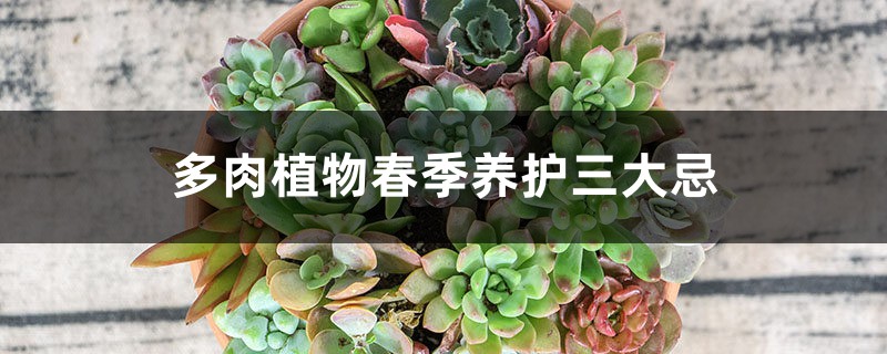 多肉植物春季养护三大忌