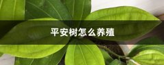 平安树怎么养殖