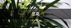 这8种“兰”