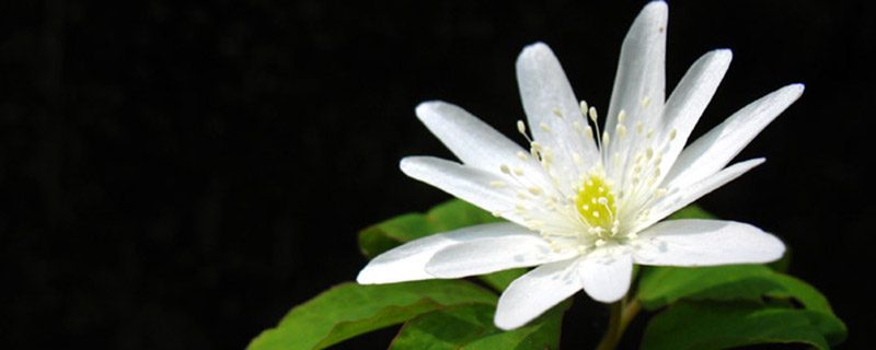 多被银莲花的养殖方法及注意事项