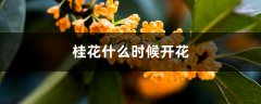 桂花什么时候开花