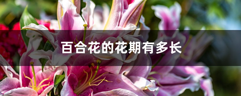 百合花的花期有多长