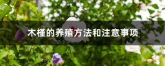 木槿的养殖方法和注意事项