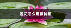 莲花怎么用藕种植