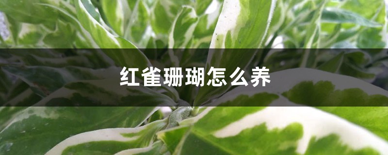 红雀珊瑚怎么养