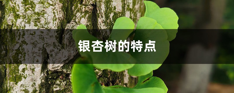 银杏树的特点是什么