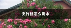 夹竹桃怎么浇水