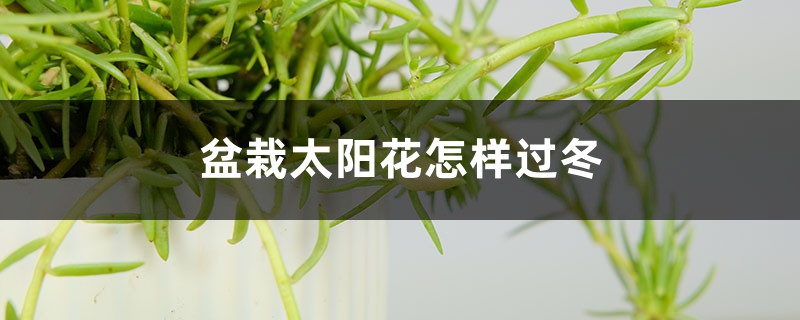 盆栽太阳花怎样过冬，秋季几天浇次水