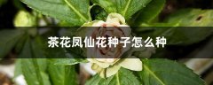 茶花凤仙花种子怎么种