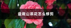 盆栽山茶花怎么修剪