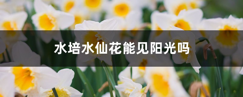 水培水仙花能见阳光吗