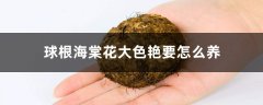 球根海棠花大色艳要怎么养