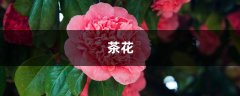 茶花“开花”少