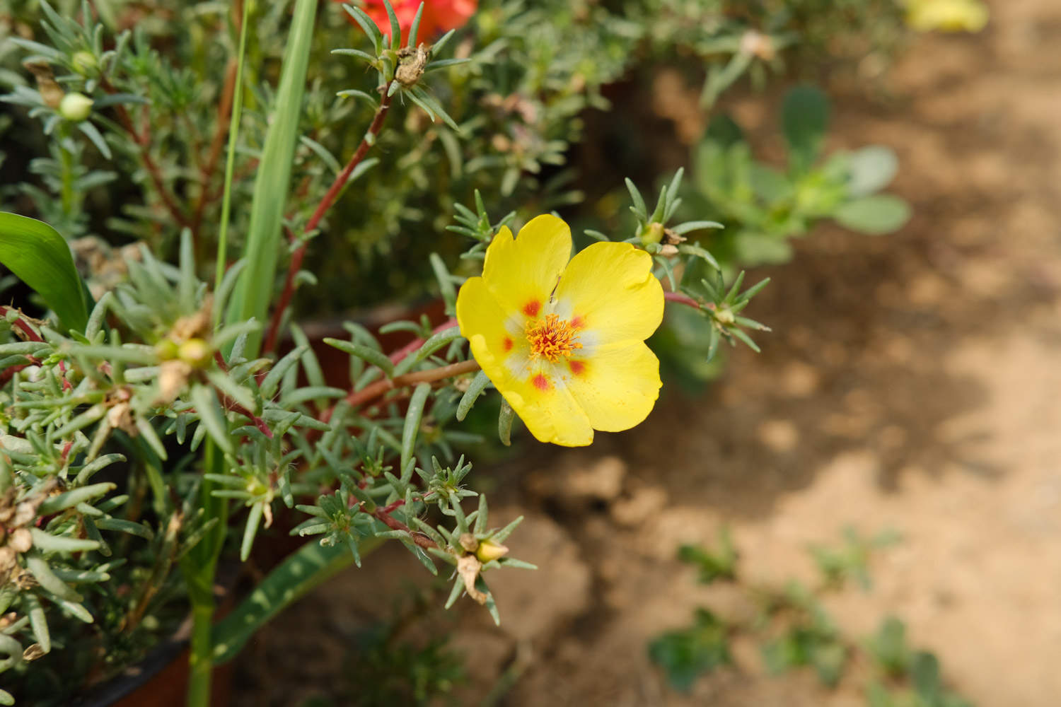 太阳花