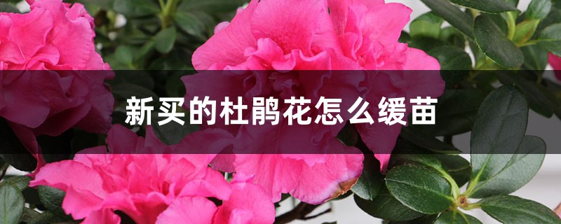 新买的杜鹃花怎么缓苗