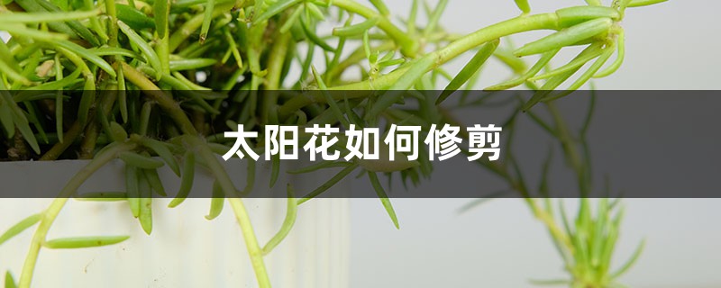 太阳花如何修剪，修剪方法图解