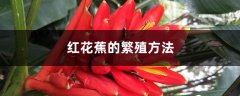 红花蕉的繁殖方法