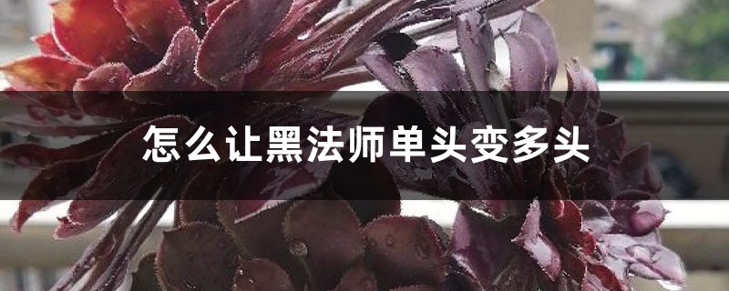 怎么让黑法师单头变多头