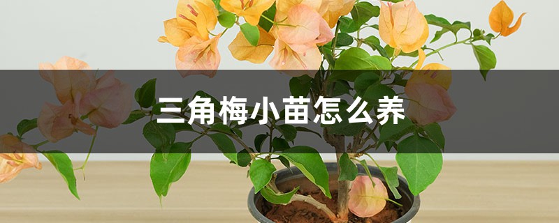 三角梅小苗怎么养