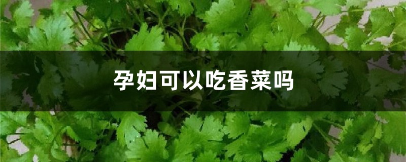 孕妇可以吃香菜吗，怀孕可以吃香菜吗