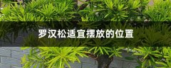 罗汉松风水摆放