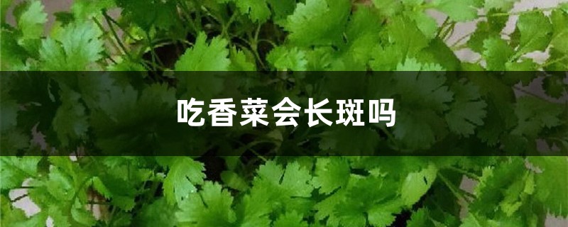 吃香菜会长斑吗，吃多了会怎么样