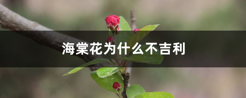 海棠花为什么不吉利