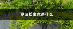 罗汉松种在什么位置好