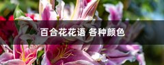 各种颜色百合花语