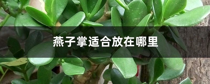 燕子掌适合放在哪里