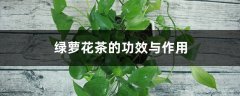 绿萝花茶的功效与作用