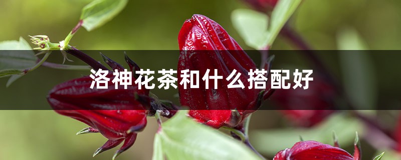 洛神花茶和什么搭配好，洛神花茶图片