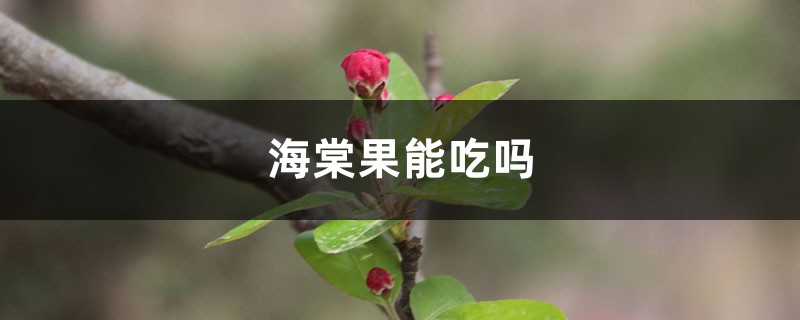 海棠果能吃吗，海棠果怎么吃