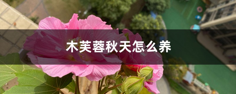 木芙蓉秋天怎么养