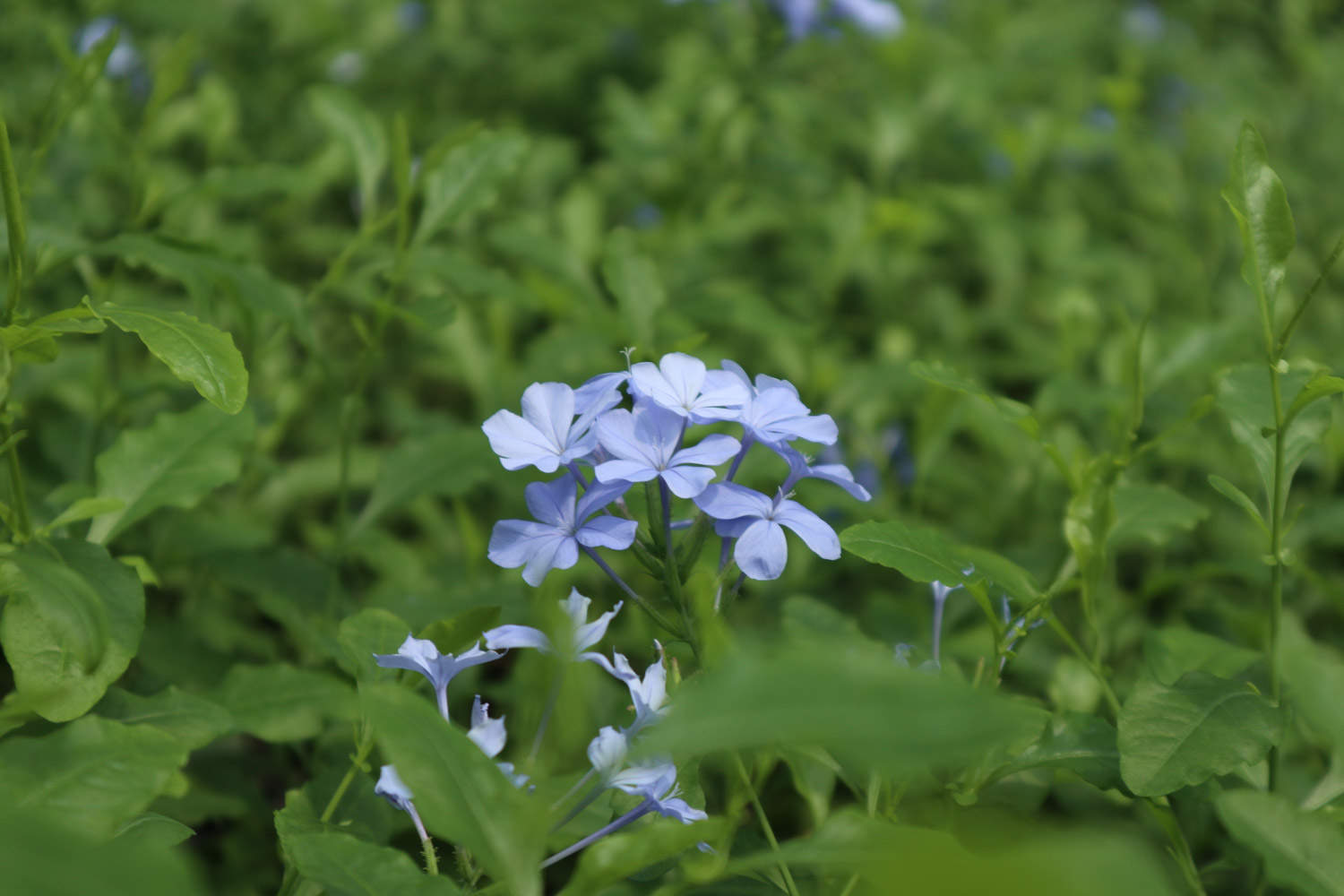 蓝雪花