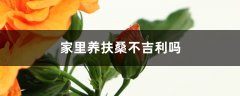 家里可以养扶桑吗