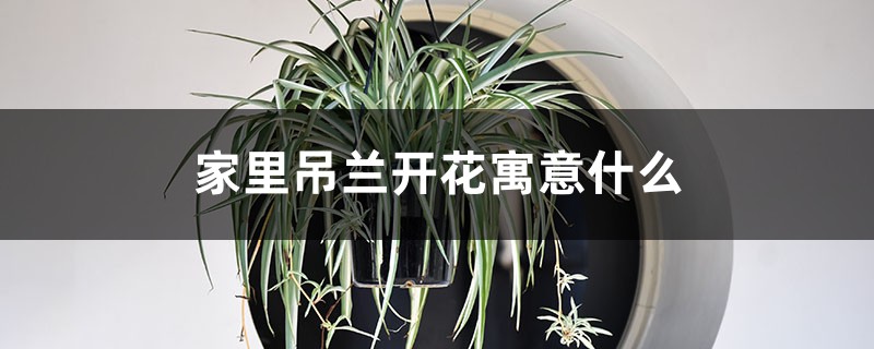 家里吊兰开花寓意什么