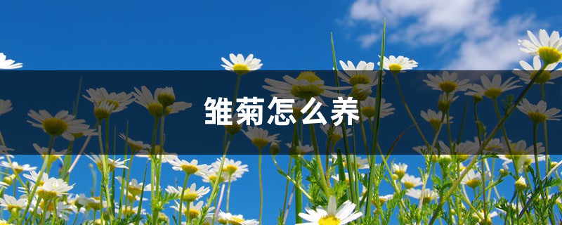 雏菊怎么养，雏菊花期