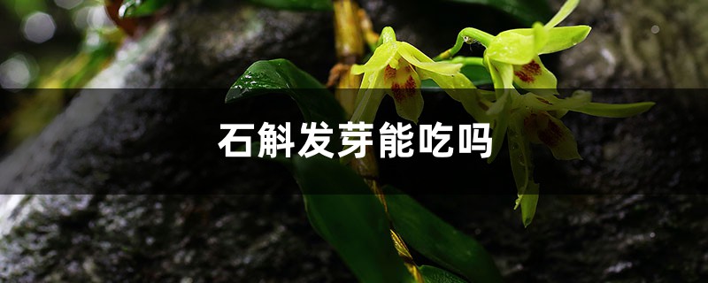 鲜石斛发芽了可以吃吗，发芽了怎么种植